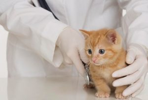 کلینیک دامپزشکی مرکزی برای مراقبت و درمان حیوانات خانگی